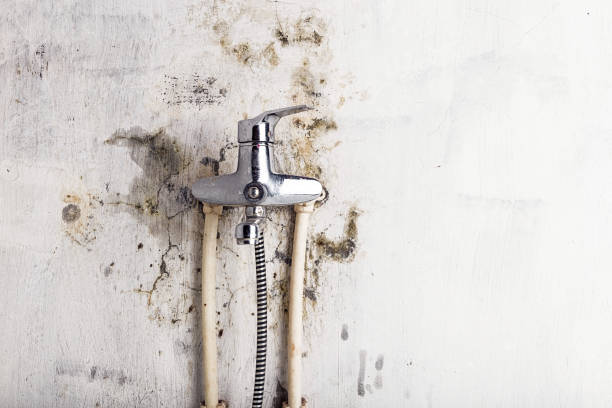 Best Black Mold Remediation in Thermal, CA