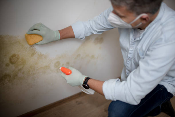 Professional Mold Remediation in Thermal, CA