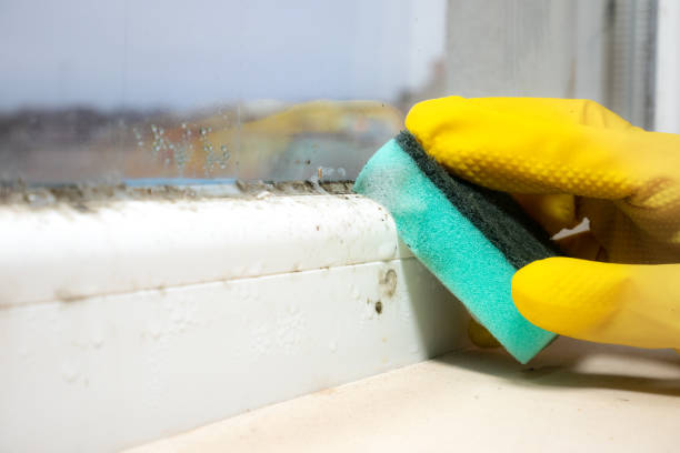 Best Basement Mold Remediation in Thermal, CA