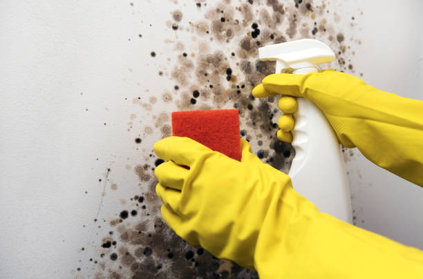 Best Commercial Mold Remediation in Thermal, CA