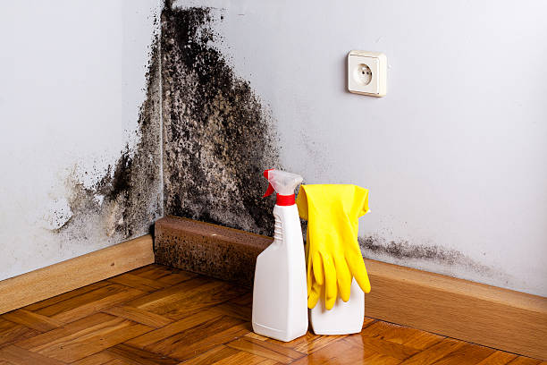 Best Localized Mold Remediation (e.g., coastal areas, humid climates) in Thermal, CA